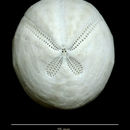 Sivun Agassizia scrobiculata Valenciennes 1846 kuva