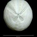 Image of Agassizia scrobiculata Valenciennes 1846