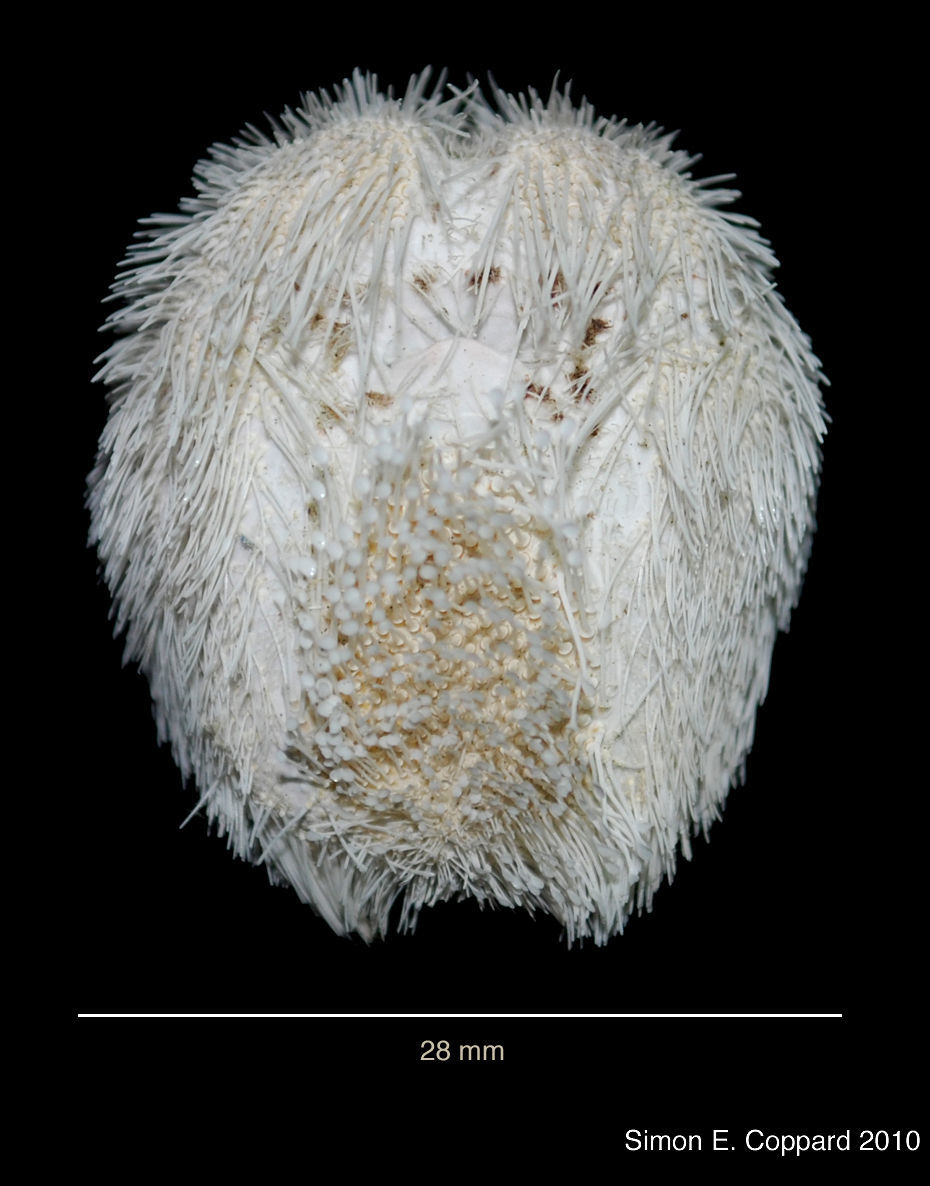 Image of Agassizia scrobiculata Valenciennes 1846