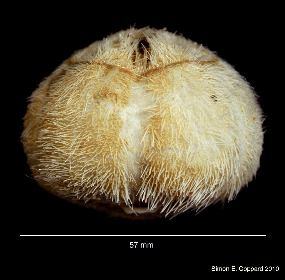 Sivun Schizaster doederleini (Chesher 1972) kuva