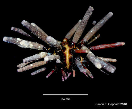 Image of Eucidaris thouarsii (L. Agassiz & Desor 1846)