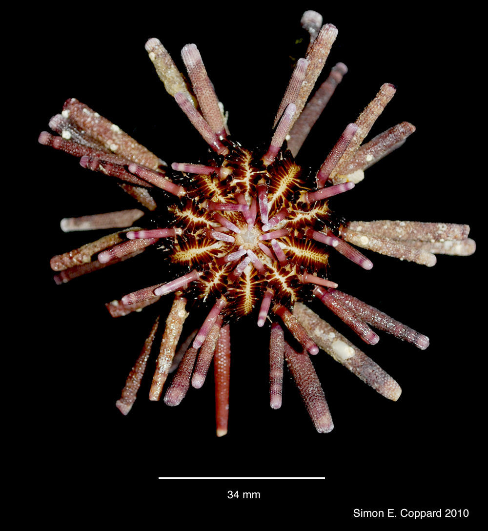 Imagem de Eucidaris thouarsii (L. Agassiz & Desor 1846)