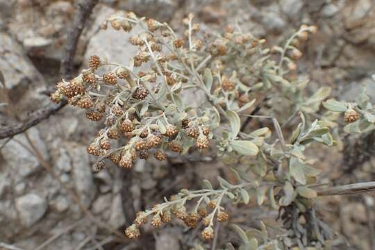 Image of Artemisia thuscula Cav.