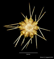 Image of Centrocidaris A. Agassiz 1904