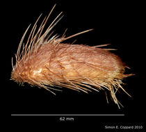 صورة Lovenia cordiformis A. Agassiz 1872