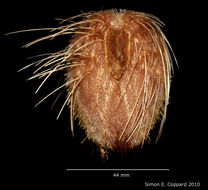 صورة Lovenia cordiformis A. Agassiz 1872