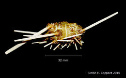 Image of pencil urchin