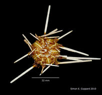 Image of pencil urchin