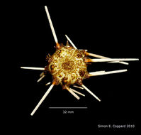 Image of pencil urchin