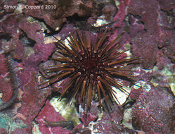 Image of reef urchin