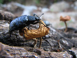 Image of Gibbifer californicus (Lacordaire 1842)