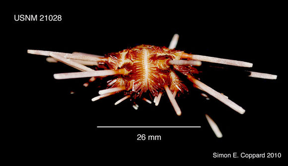 Image of Hesperocidaris panamensis (A. Agassiz 1898)