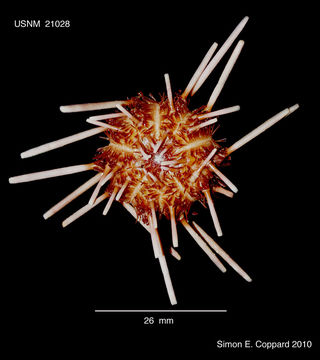 Image of Hesperocidaris panamensis (A. Agassiz 1898)