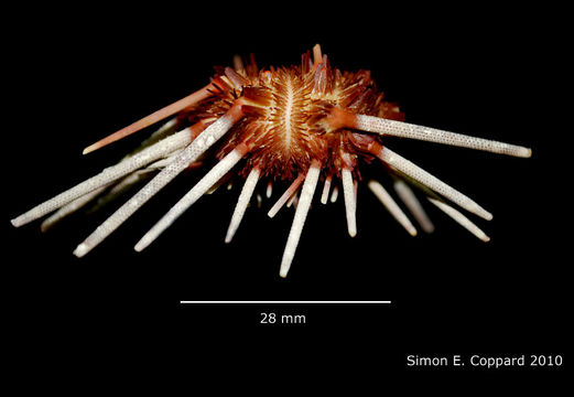 Image of Hesperocidaris panamensis (A. Agassiz 1898)