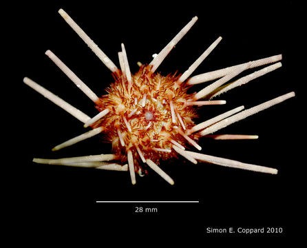 Image of Hesperocidaris panamensis (A. Agassiz 1898)