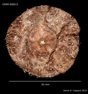 Sivun Tromikosoma panamense (A. Agassiz 1898) kuva