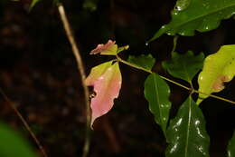 Image of Syzygium unipunctatum (B. Hyland) Craven & Biffin