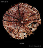 Слика од Tromikosoma hispidum (A. Agassiz 1898)