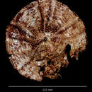 Image of Tromikosoma hispidum (A. Agassiz 1898)