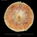Image of flattened sea urchin