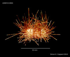 Image of Pale spine fire urchin