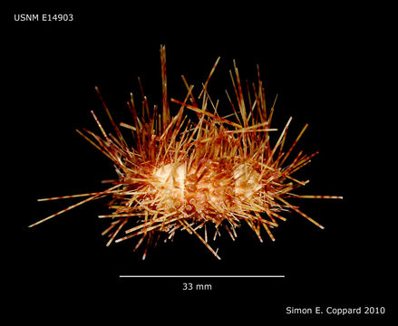 Image of Pale spine fire urchin