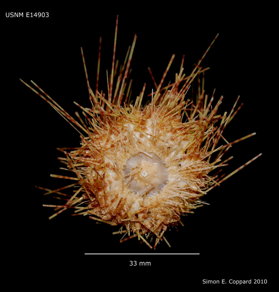 Image of Pale spine fire urchin