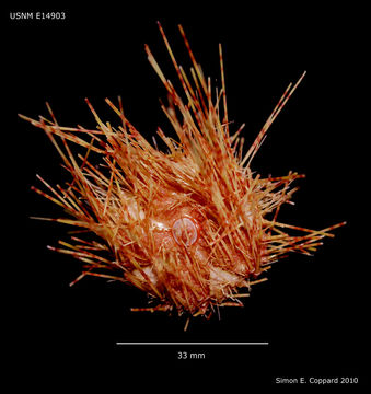 Image of Pale spine fire urchin