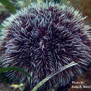 Image of West Indian sea egg