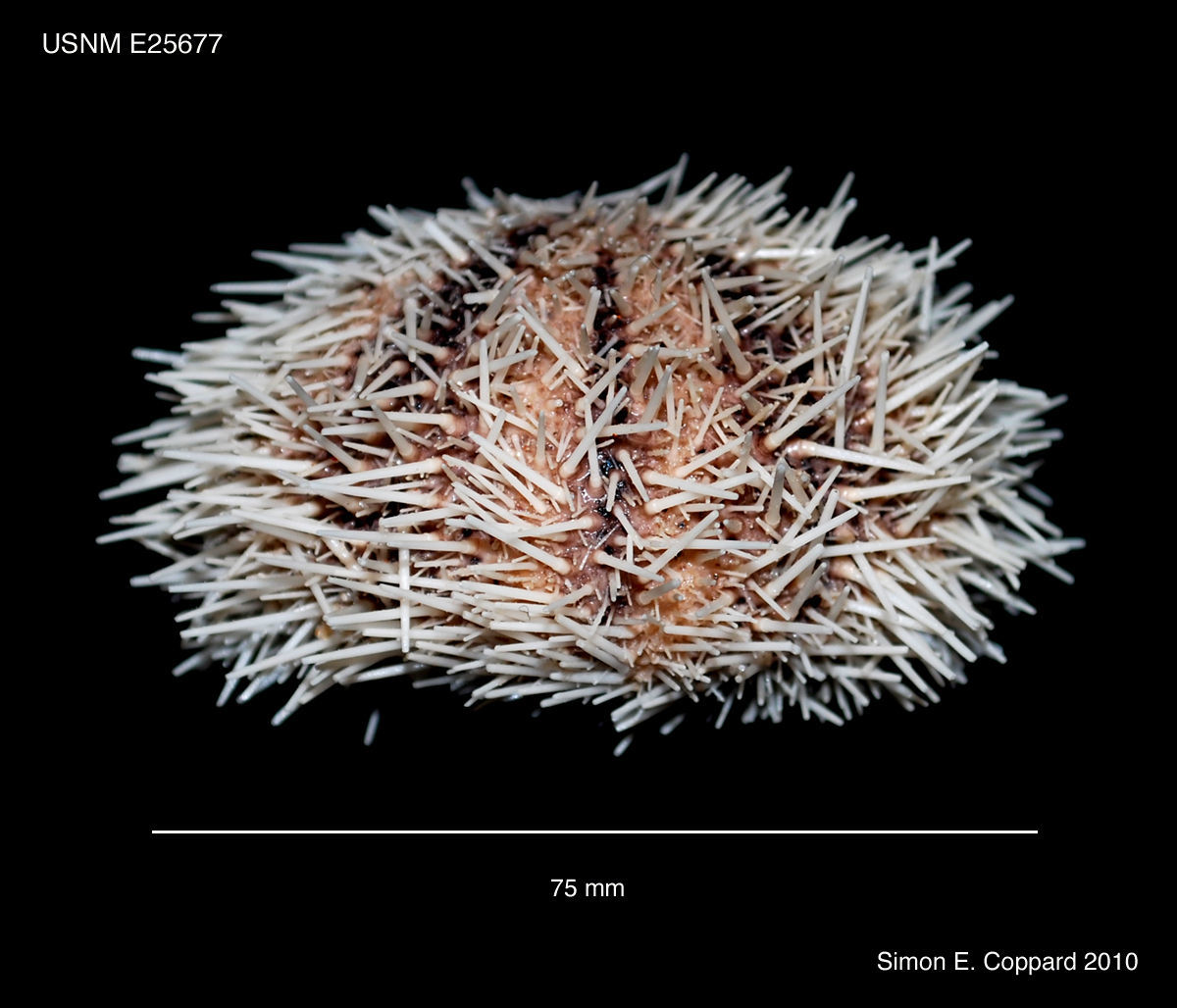 Image of West Indian sea egg