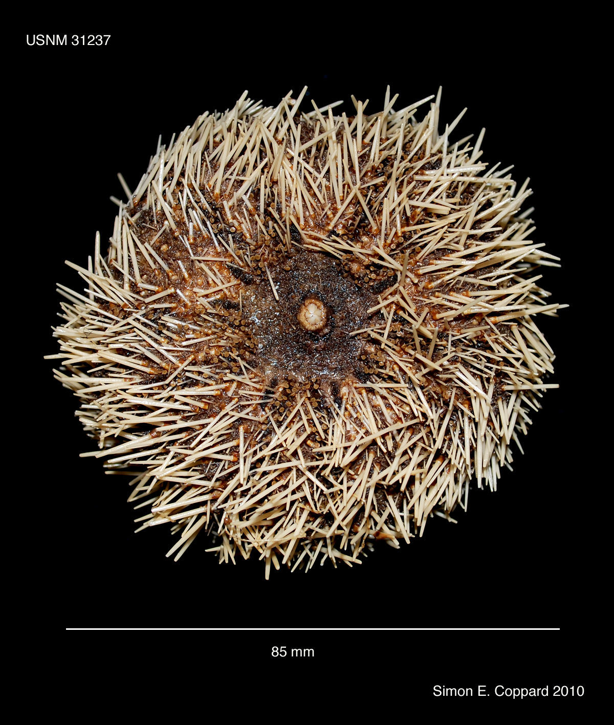 Image of White Sea Urchin