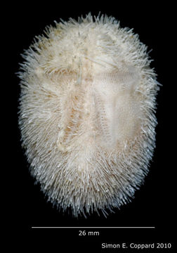 Image of Brissus obesus Verrill 1867