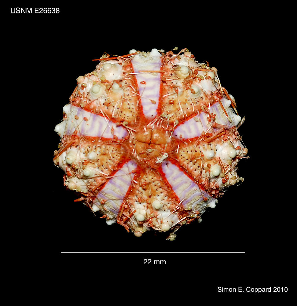 Image de Coelopleurus floridanus A. Agassiz 1872