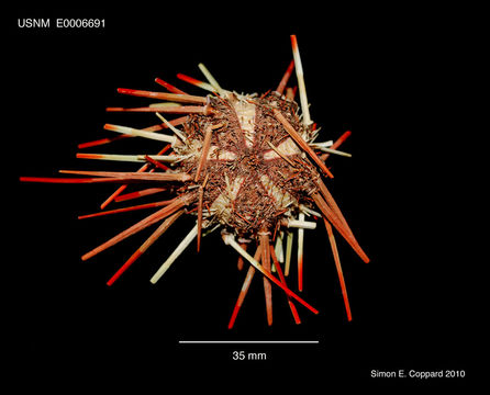 Image of Coelopleurus floridanus A. Agassiz 1872