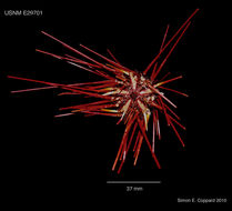 Imagem de Coelopleurus floridanus A. Agassiz 1872