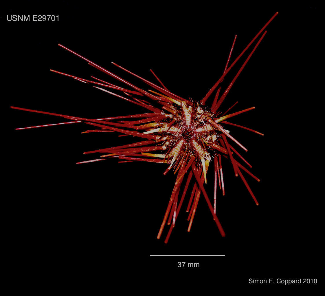 Imagem de Coelopleurus floridanus A. Agassiz 1872