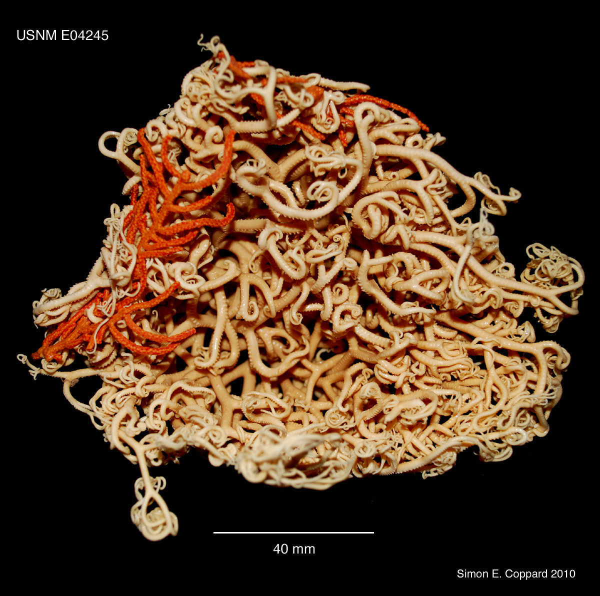 Image of Astrocaneum spinosum (Lyman 1875)