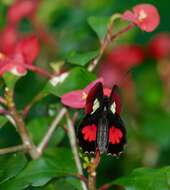 صورة Parides eurimedes (Stoll 1782)