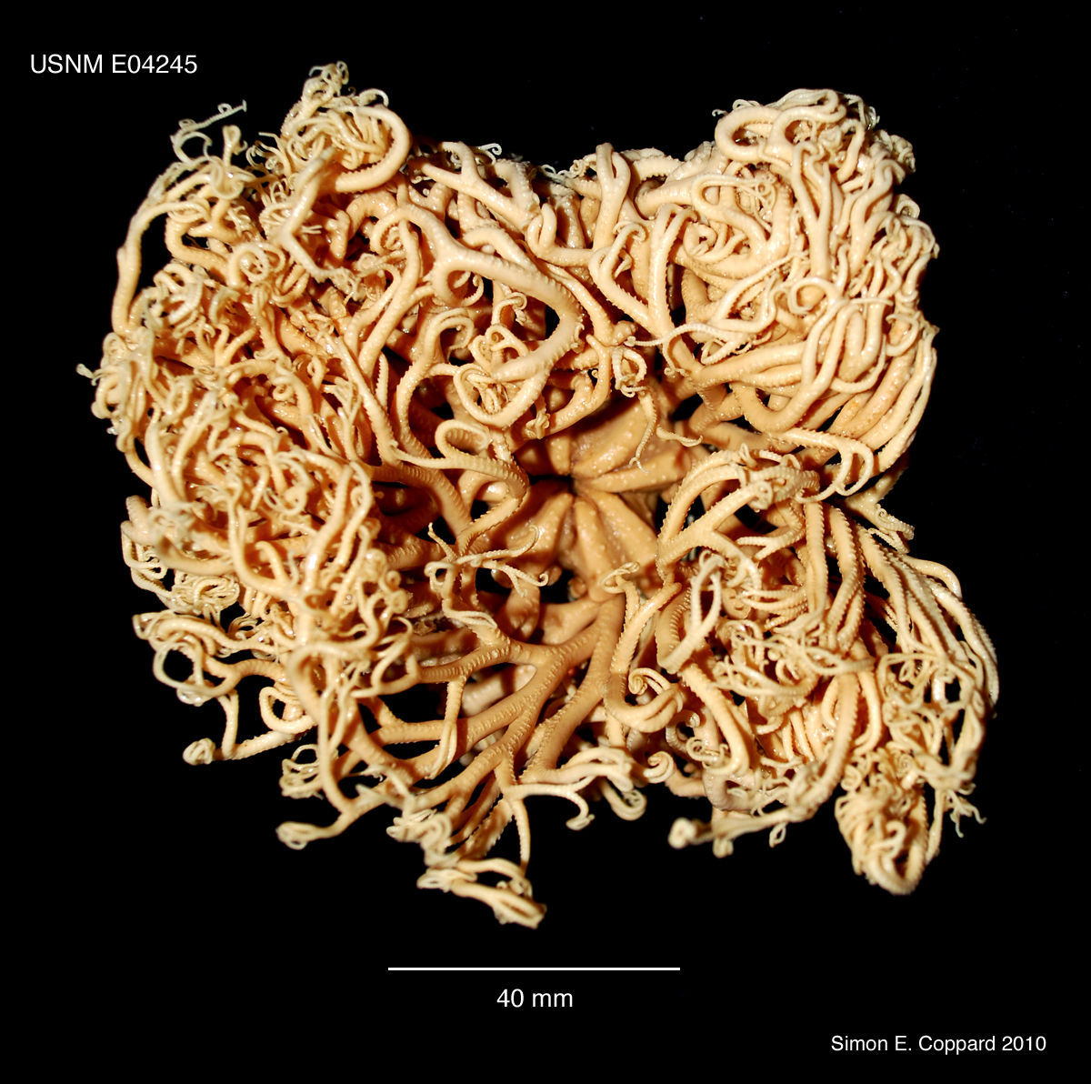 Image of Astrocaneum spinosum (Lyman 1875)