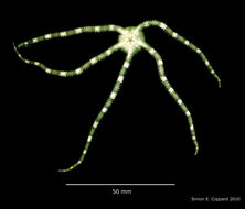 Image of Ophioderma appressum (Say 1825)