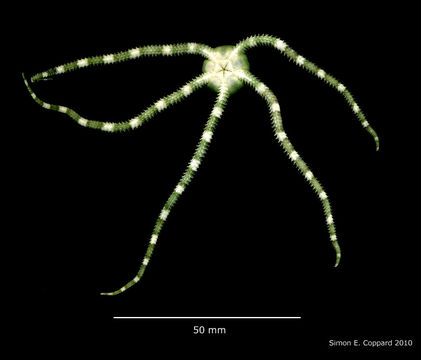 Ophioderma appressum (Say 1825) resmi