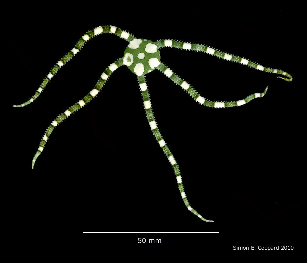 Ophioderma appressum (Say 1825) resmi