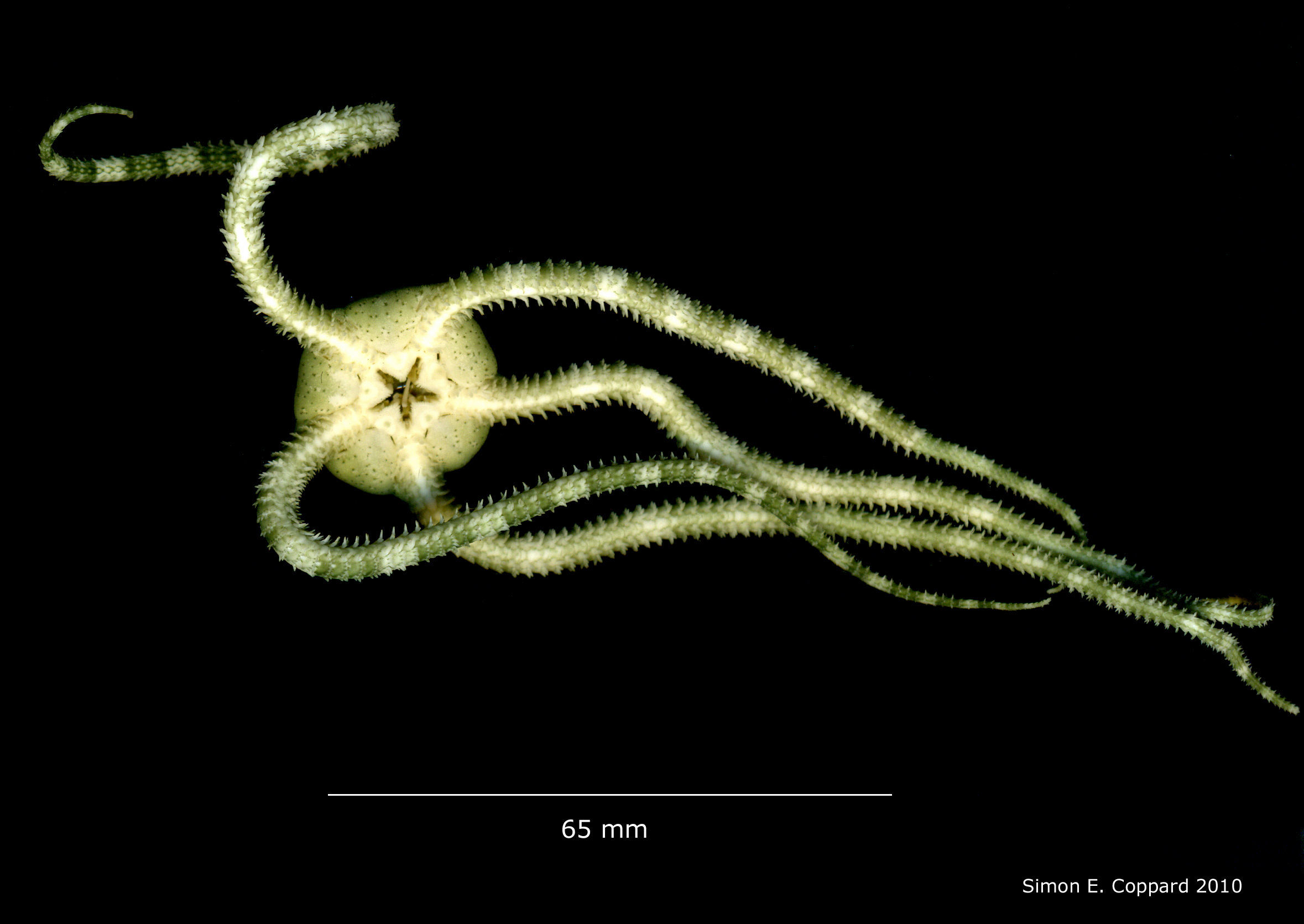 Ophioderma appressum (Say 1825) resmi