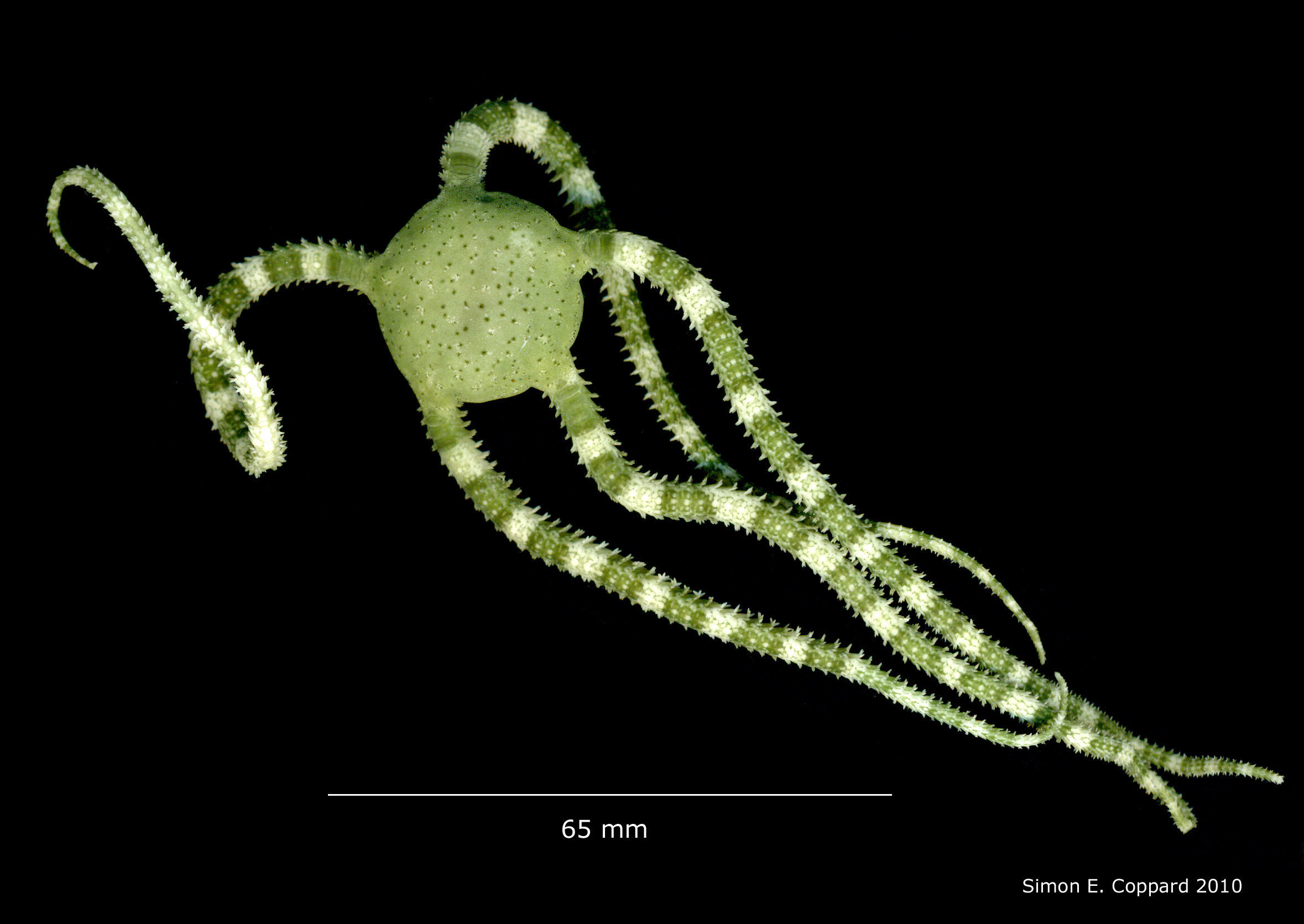 Ophioderma appressum (Say 1825) resmi