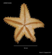 Image of Asteropsis Müller & Troschel 1840