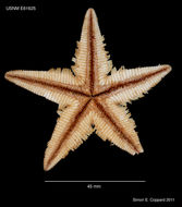 Image of Astropecten regalis Gray 1840