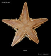 Image of Astropecten regalis Gray 1840