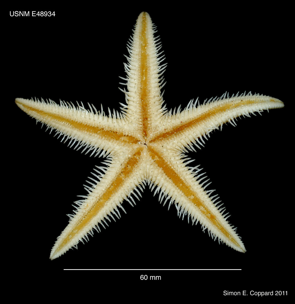 Image of Astropecten armatus Gray 1840