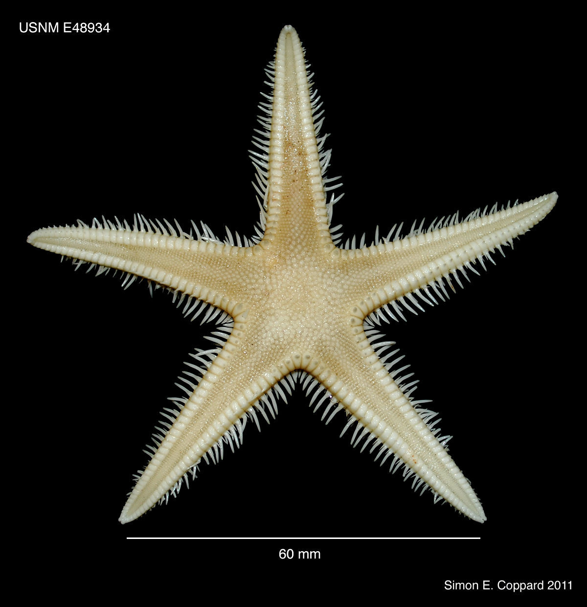 Image of Astropecten armatus Gray 1840