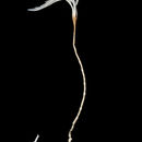 Image of Democrinus conifer (AH Clark 1909)
